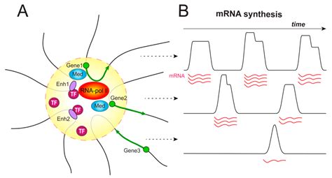 Cells Free Full Text Molecular Basis Of The Function Of