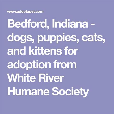 bedford animal shelter adoption - You Have Grown Up Record Slideshow