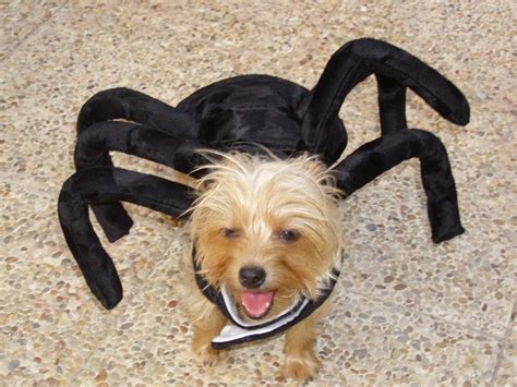 Perro Disfrazado De Araña Comprar Precio y Opinión 2024