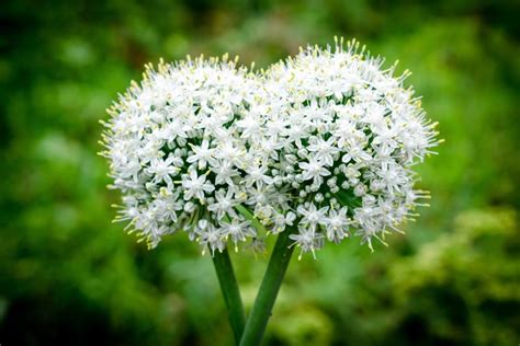 Garlic Flowers Care And Benefits Plantura