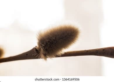 Pussy Willow Close Isolated Stock Photo Shutterstock