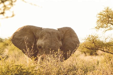 Pilanesberg Game Reserve