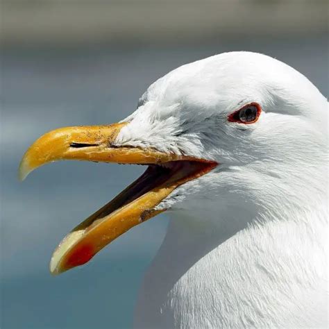 Kelp gull - Facts, Diet, Habitat & Pictures on Animalia.bio