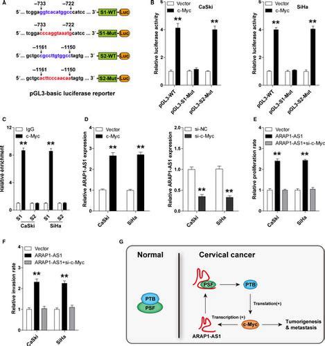 Long Non Coding Rna Arap1 As1 Promotes Tumorigenesis And Metastasis