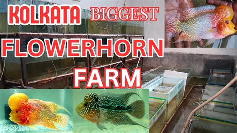 Exploring Kolkata S Magnificent Flowerhorn Farm A Vibrant Aquatic