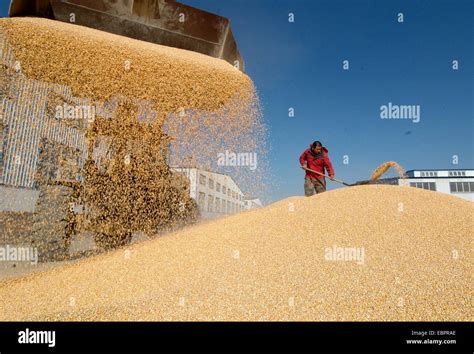 Jinzhou Chinas Grain Output Expanded 0 9 Percent From Last Year To