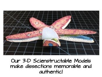 Sea Star Starfish Paper Dissection Scienstructable 3D Dissection Model