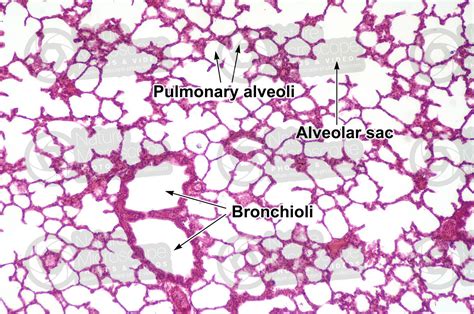 Rat Lung Transverse Section X Rat Mammals Respiratory System