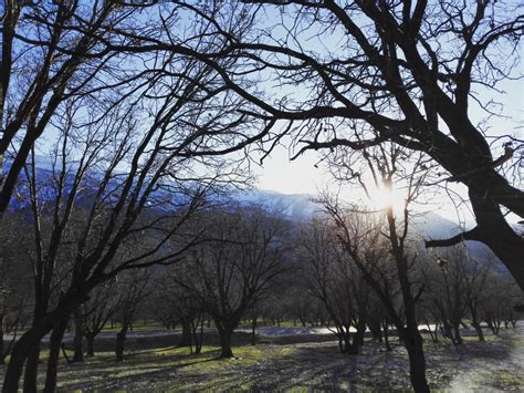 Free Images Landscape Tree Nature Branch Winter Sunlight