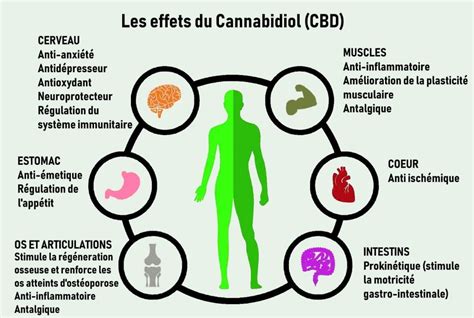 VERTUS ET BIENFAITS POTENTIELLES ATTRIBUEES A L HUILE DE CBD