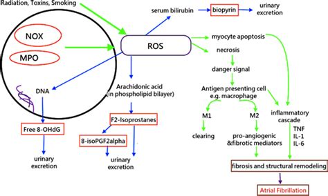 Urinary Biomarkers Of Oxidative Stress In Atrial Fibrillation