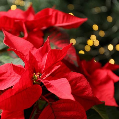 HOW TO CARE FOR YOUR POINSETTIA » BonsaiKita.com