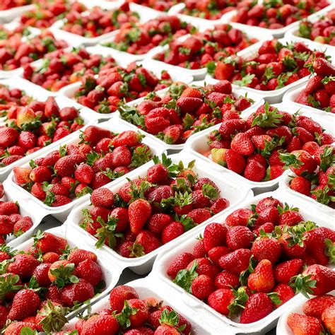 planting strawberries in containers