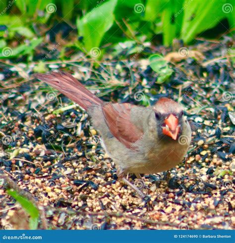 Lady bird Cardinal stock photo. Image of bird, cardinal - 124174690