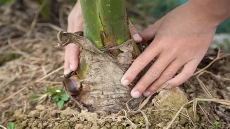 How to Plant Taro: Cultivating Nutritious Roots with Ease - Forestry.com