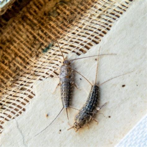 Silverfish Spiritual Meaning Awakening State