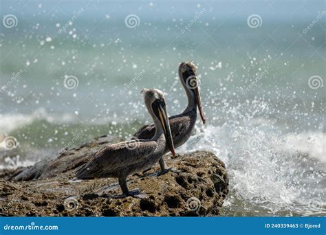 Two Brown Pelican Pelecanus Occidentalis Along The Sea At Corcovado