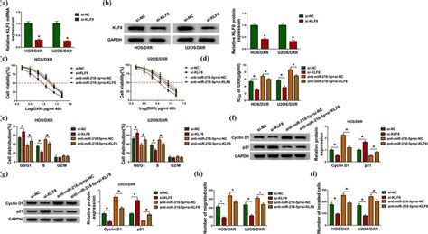 Klf8 Knockdown Suppresses The Action Of Mir 218 5p In Dxr Resistance In