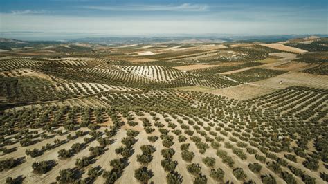 El Olivar De Ja N Patrimonio De La Humanidad