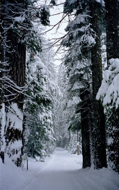 Winter Wonderland: Snow Covered Path in Pine Forest