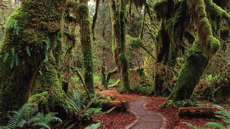 Hoh Rainforest In Olympic National Park Washington State Usa Traveling