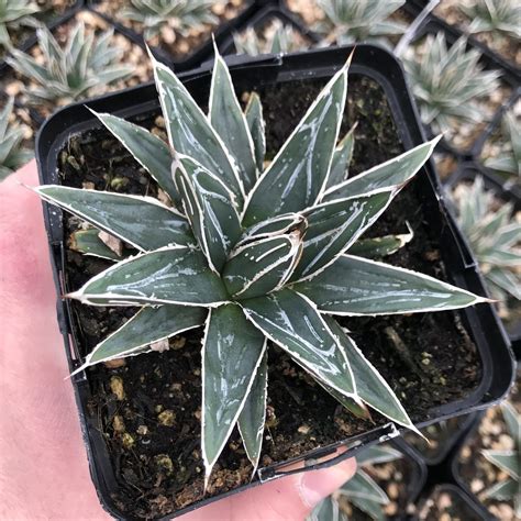 Agave 'Porcupine' - Century Plant (4.5" Pot) | Little Prince To Go