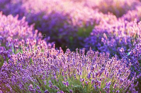 Lavender flower field at sunset. Stock Photo by photocreo | PhotoDune