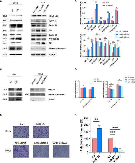 Frontiers Apobec3b Is Overexpressed In Cervical Cancer And Promotes