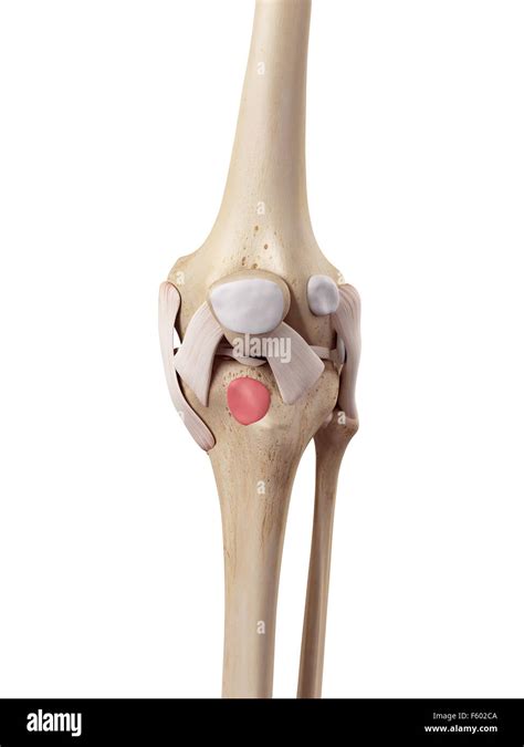 Medical Accurate Illustration Of The Deep Infrapatellar Bursa Stock