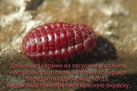 Прочтите про карминовая краска какой цвет