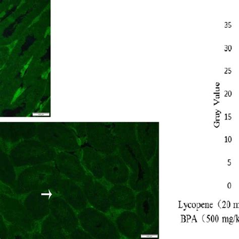 Immunofluorescence Staining Of Bax Expression In The Testis Of