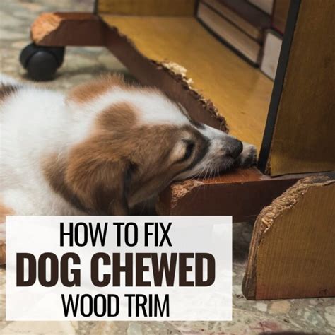 How To Fix Dog Chewed Wood Trim