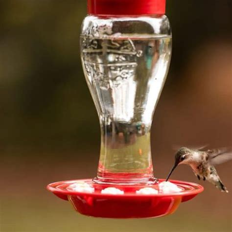 Crafting The Perfect Hummingbird Nectar Recipe - AllSpice Blog