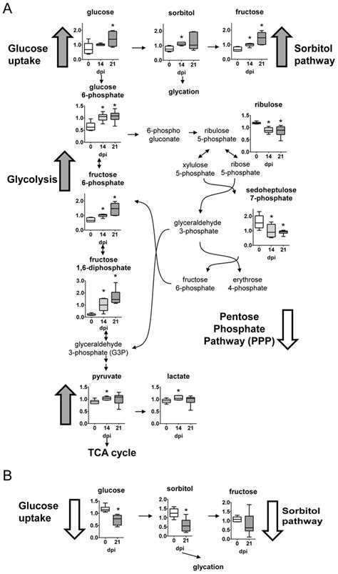 Carbohydrate Pathways A Graphs Represent The Scaledimpdata Of