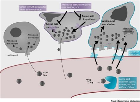 Amino Acid Depletion Therapies Starving Cancer Cells To Death Trends In Endocrinology And Metabolism