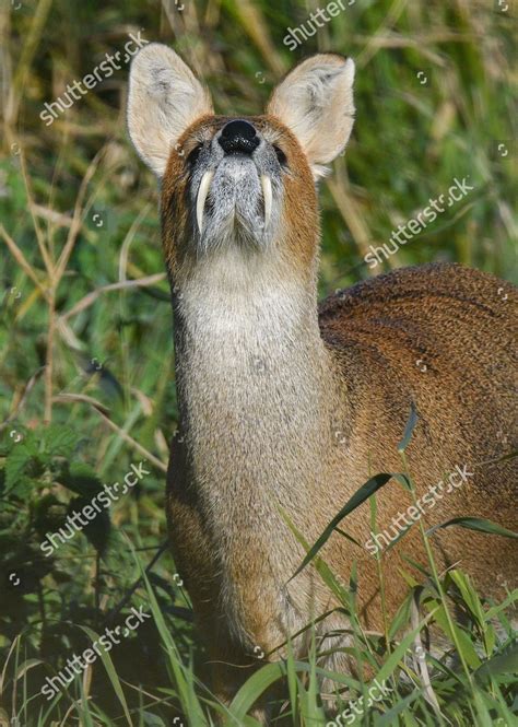 CHINESE WATER DEER SHOWS OFF FANGS Editorial Stock Photo - Stock Image ...