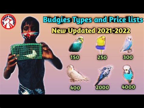 Top 10 Budgies Price Budgies Types Budgies Mutation YouTube