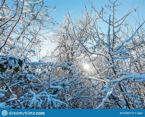 Arbusto Coberto De Neve Tema Inverno Gelo Cobriu Galhos Durante