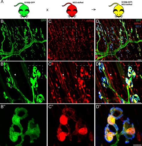 Figures And Data In Specific Labeling Of Synaptic Schwann Cells Reveals