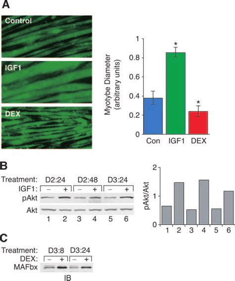 Effects Of IGF 1 And DEX On Differentiated C2C12 Myotubes C2C12