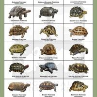 Sulcata Tortoise Size Chart - Best Picture Of Chart Anyimage.Org