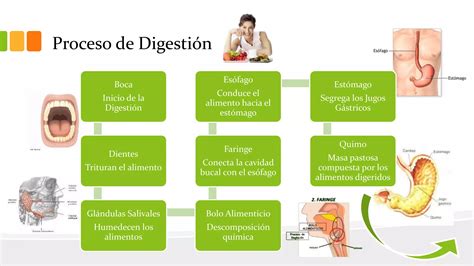 Proceso De Digesti N Ireyes Ppt