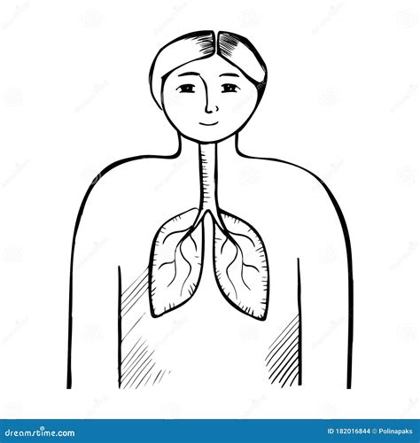 Pulmones Sistema Respiratorio Dibujado Mano Ilustraci N Vectorial The