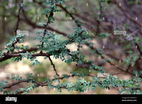 Senegalia Melliferaacacia Melliferacommon Thorn Treeblackthorn