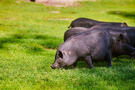 Vietnamese Pot Bellied Pig On The Farm Stock Photo Image Of Grass