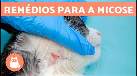 7 REMÉDIOS CASEIROS para MICOSE em gatos YouTube