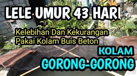 Lele Usia 43 Hari Kelebihan Kekurangan Kolam Gorong Gorong