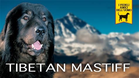 Scopri Il Prezzo Del Mastino Tibetano Gigante La Superstar Dei Cani