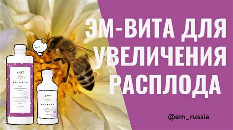 Как ЭМ-Вита помогает увеличить количество расплода пчел? - YouTube