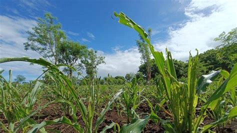 Hama Serang Jagung Dan Padi Warga Ponu Bikomi Anleu Terancam Gagal